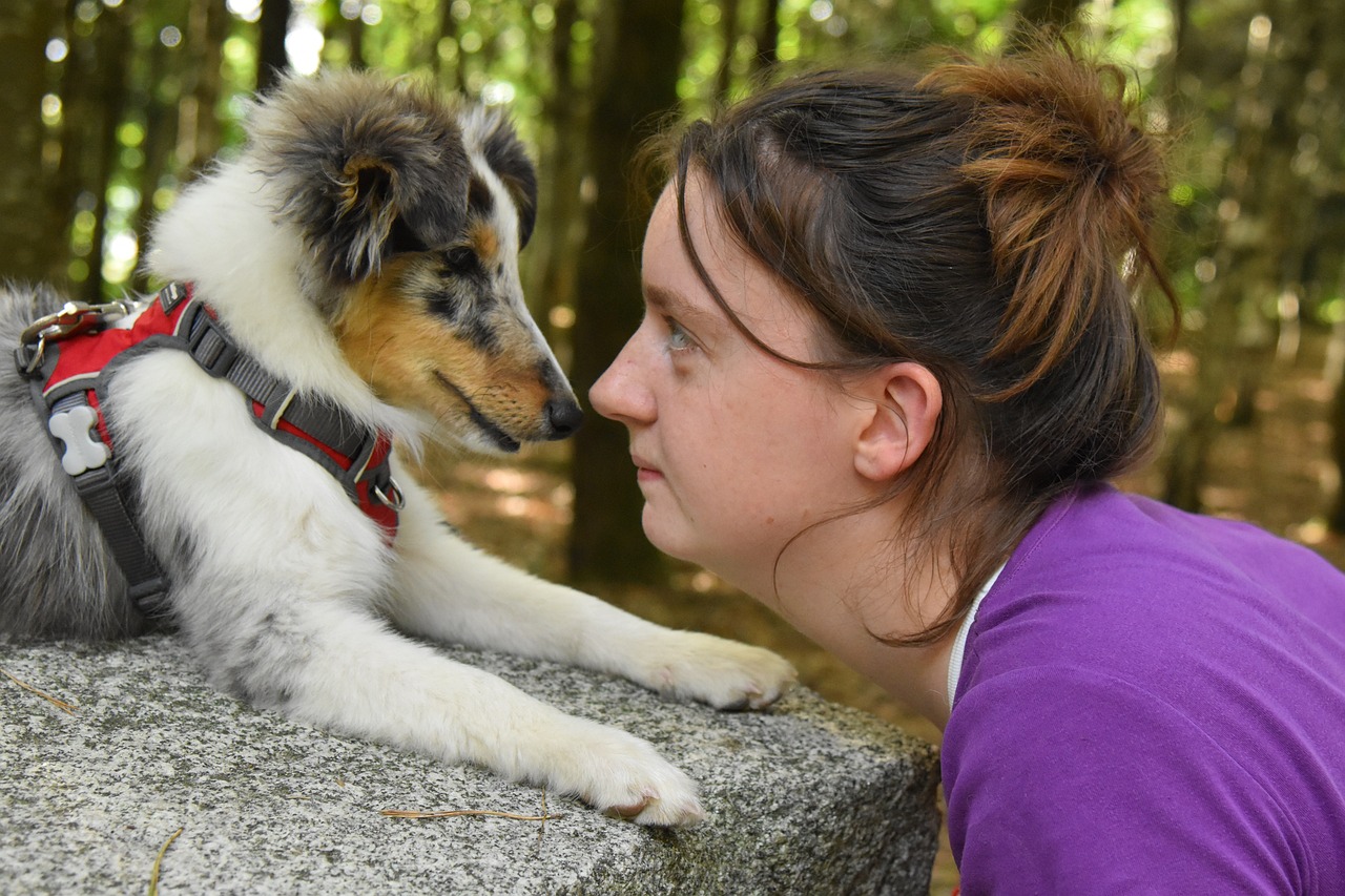 Shetland Sheepdog