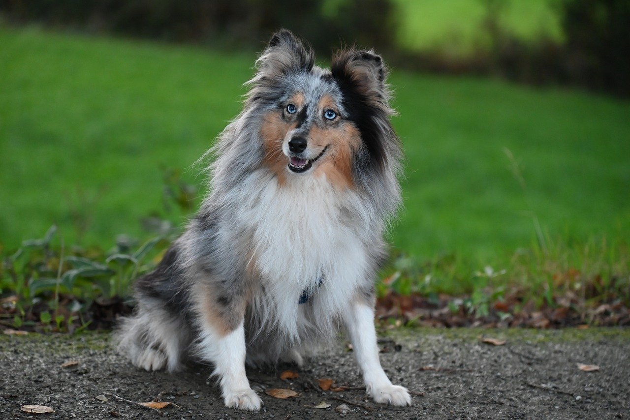 shetland sheepdog 8342397 1280 5