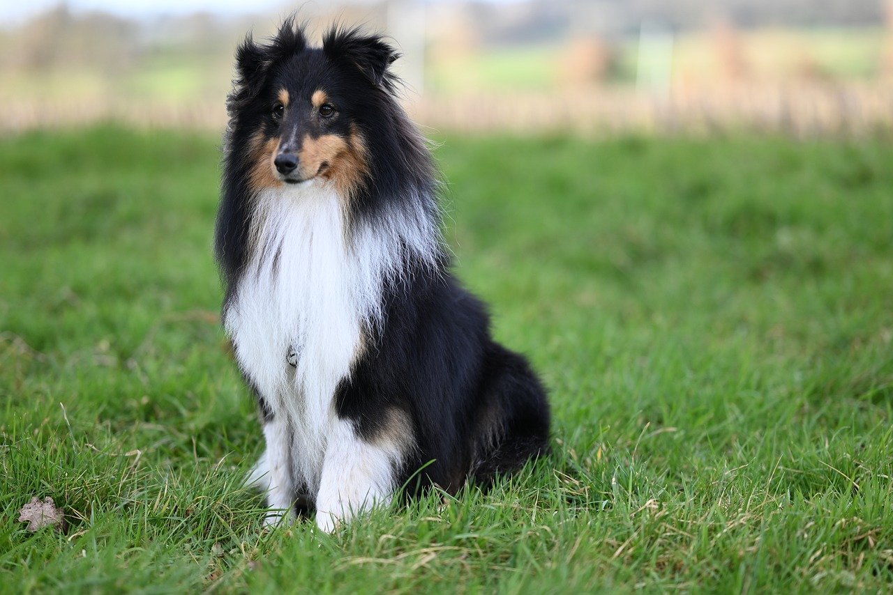 shetland sheepdog 8526071 1280