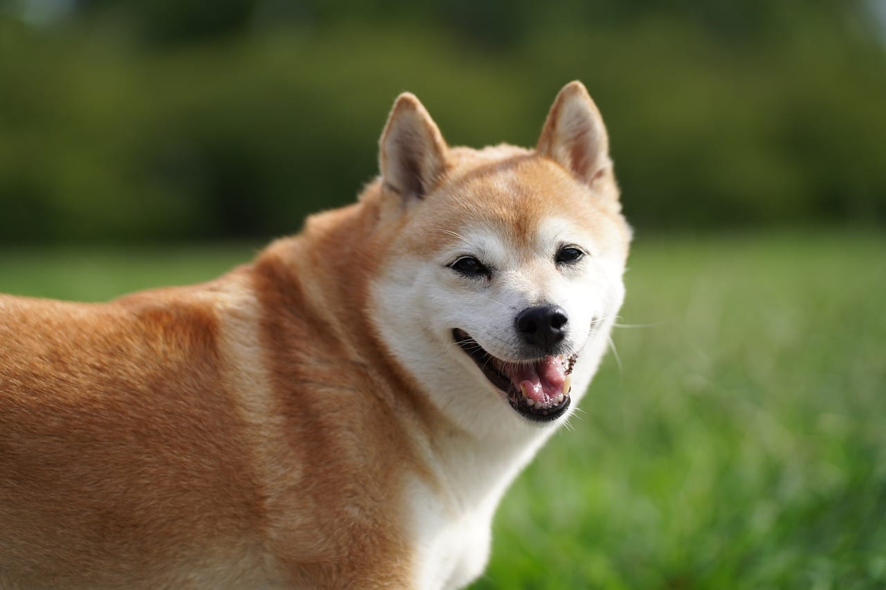 shiba 7455367 1280