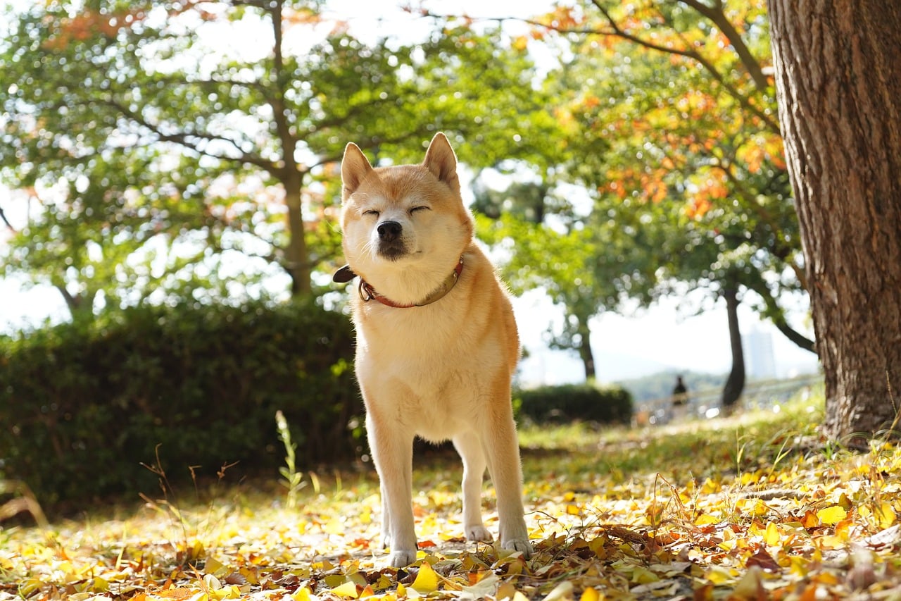 shiba 7628251 1280