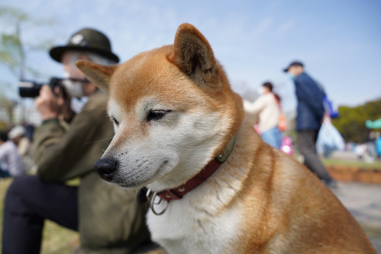 shiba inu 6230294 1280