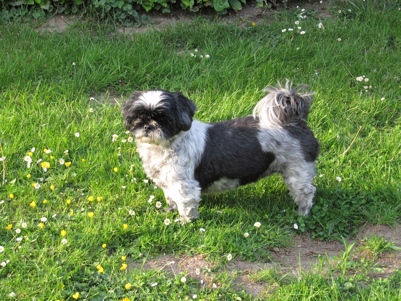 shih tzu 333034 1280 1