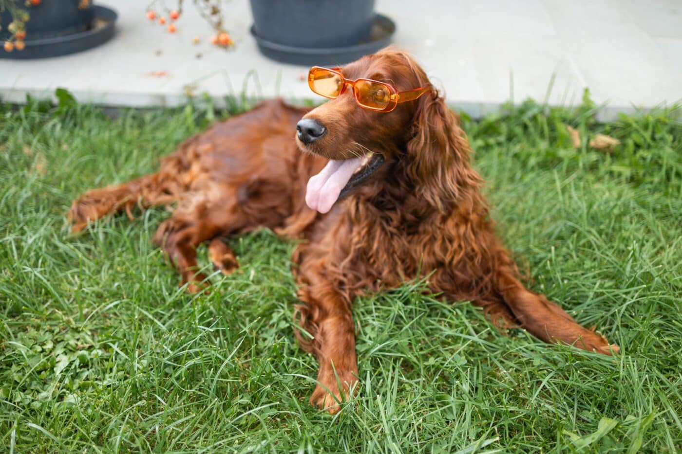 Irish Setter dog