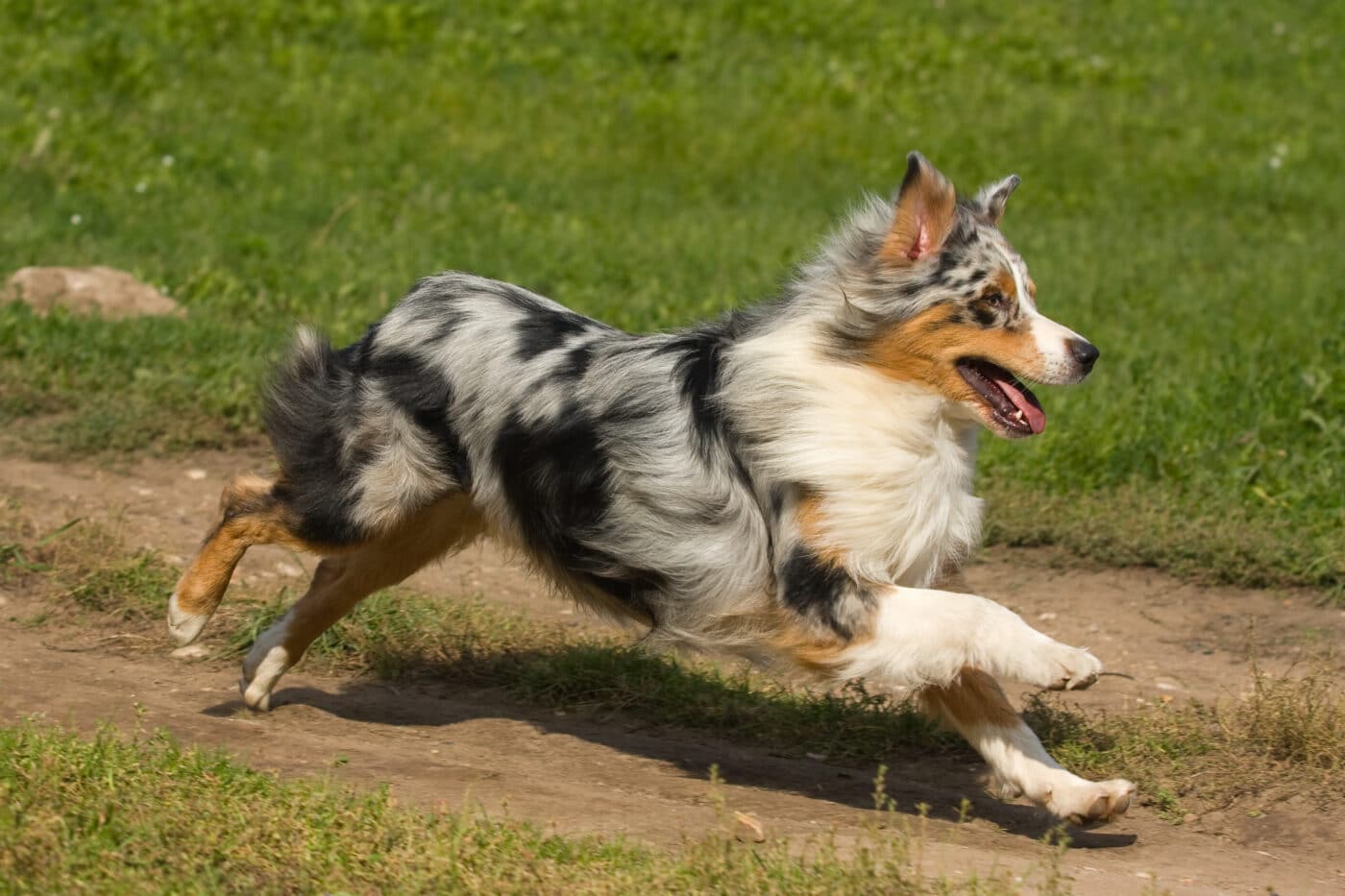 Australian Shepherd