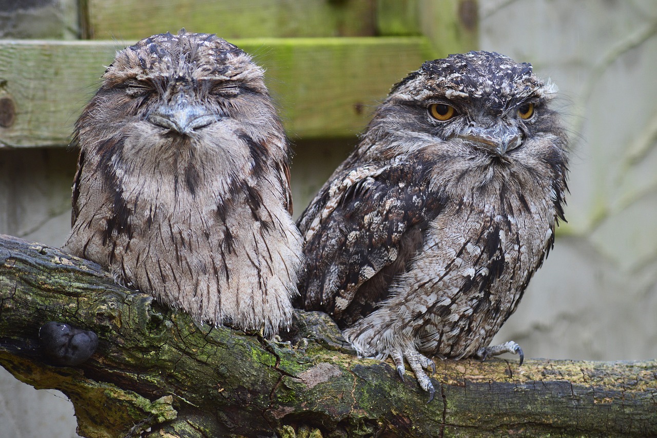 tawny frogmouth owl 441083 1280