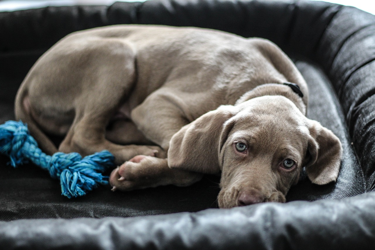 weimaraner 1381184 1280