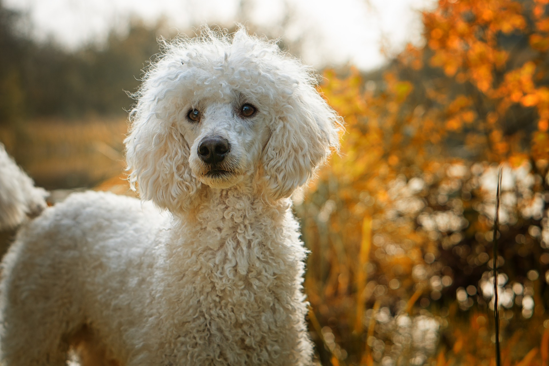 White standard poodle