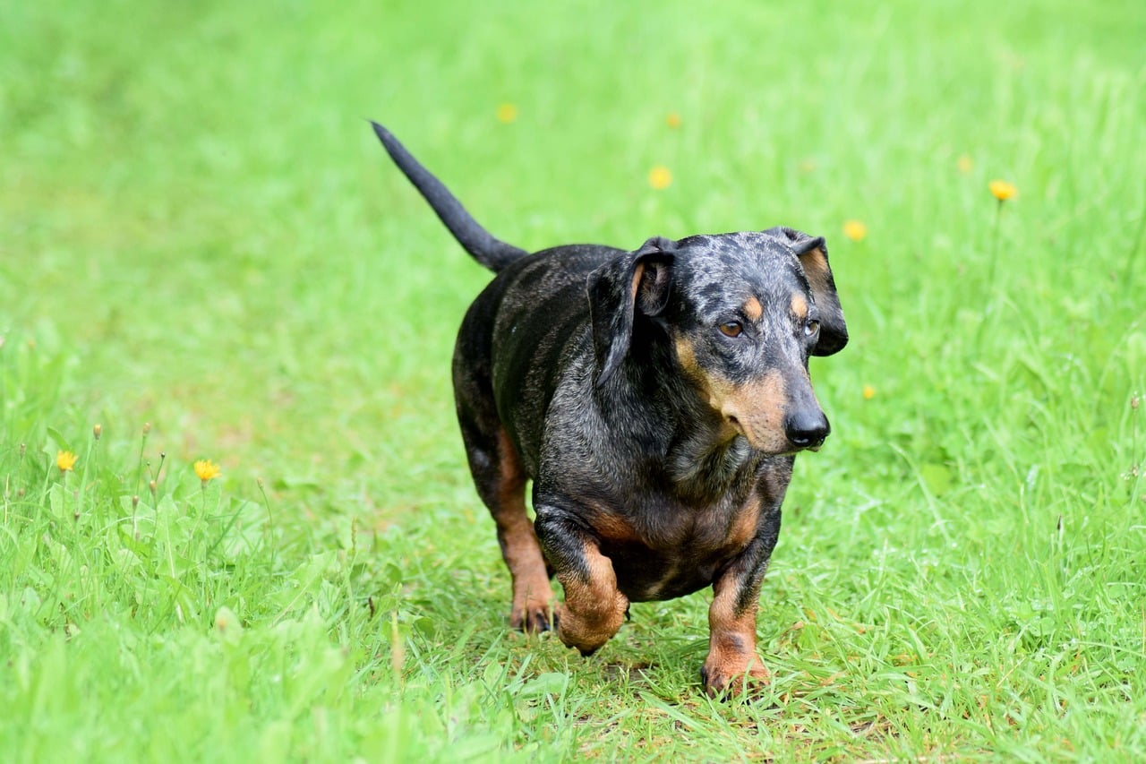 wiener dog 1575139 1280