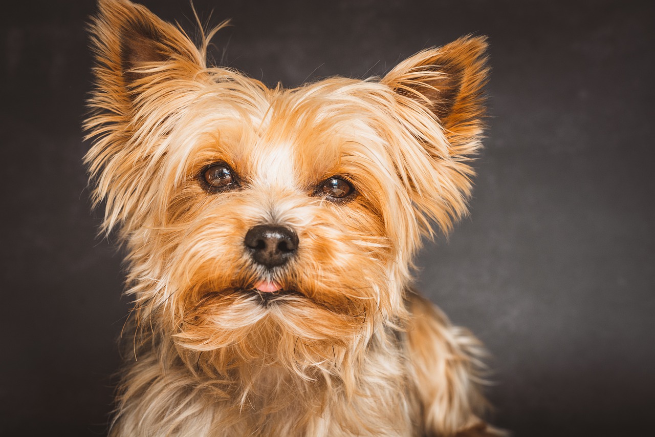 yorkshire terrier g31f549535 1280