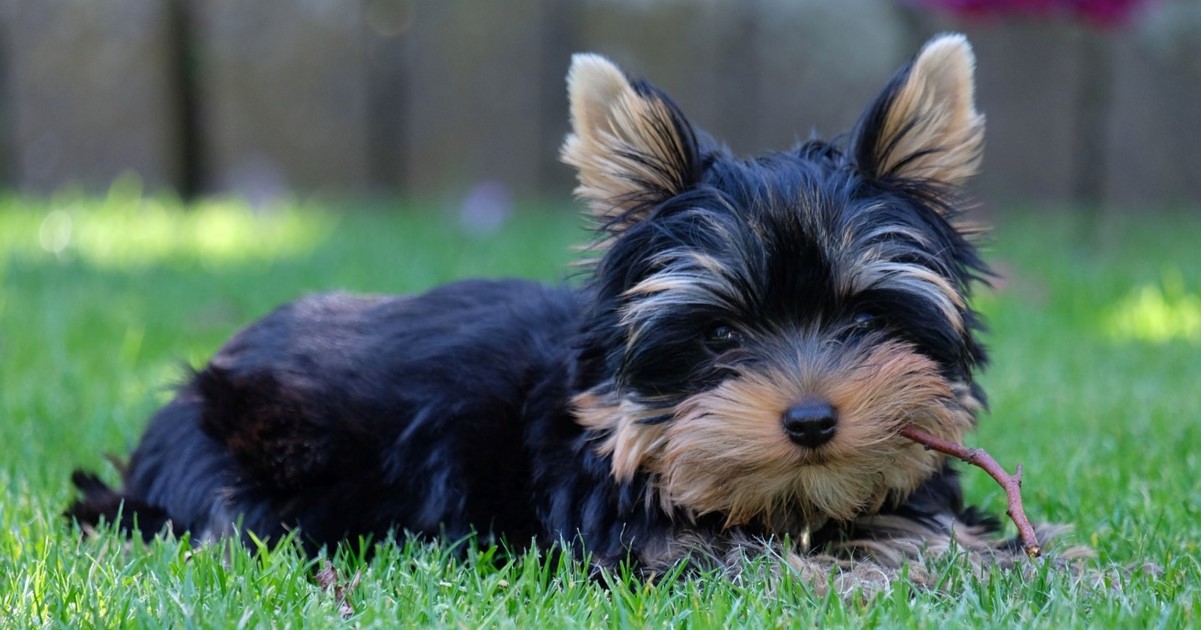 Best Puppy Dog Foods for Yorkies