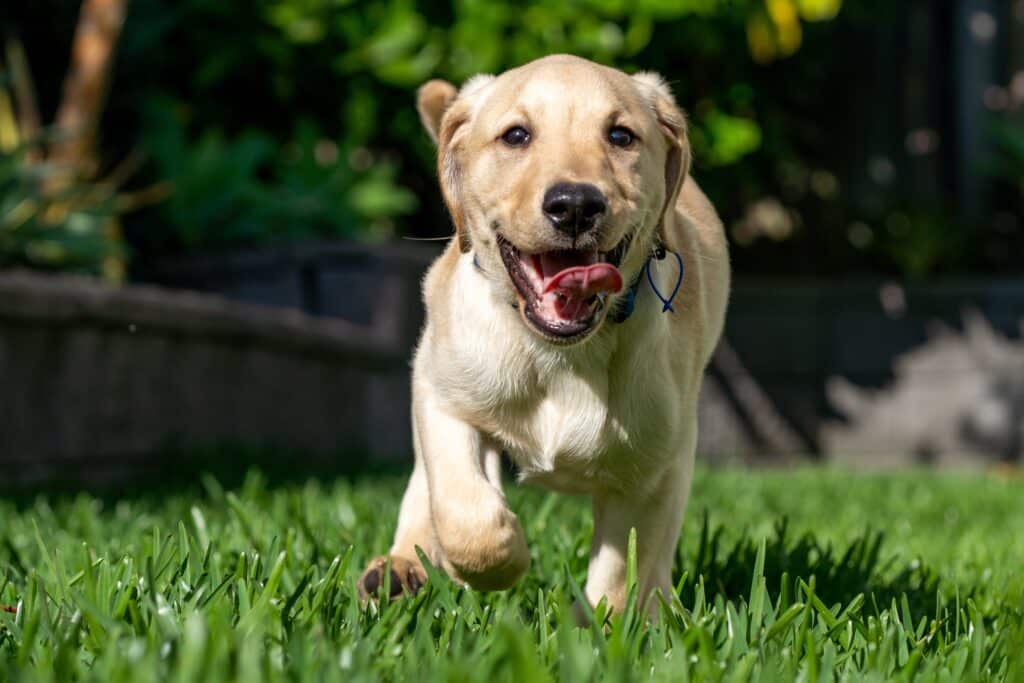 A three month old Labrador Retriever puppy dog in a green environment 1024x683 1