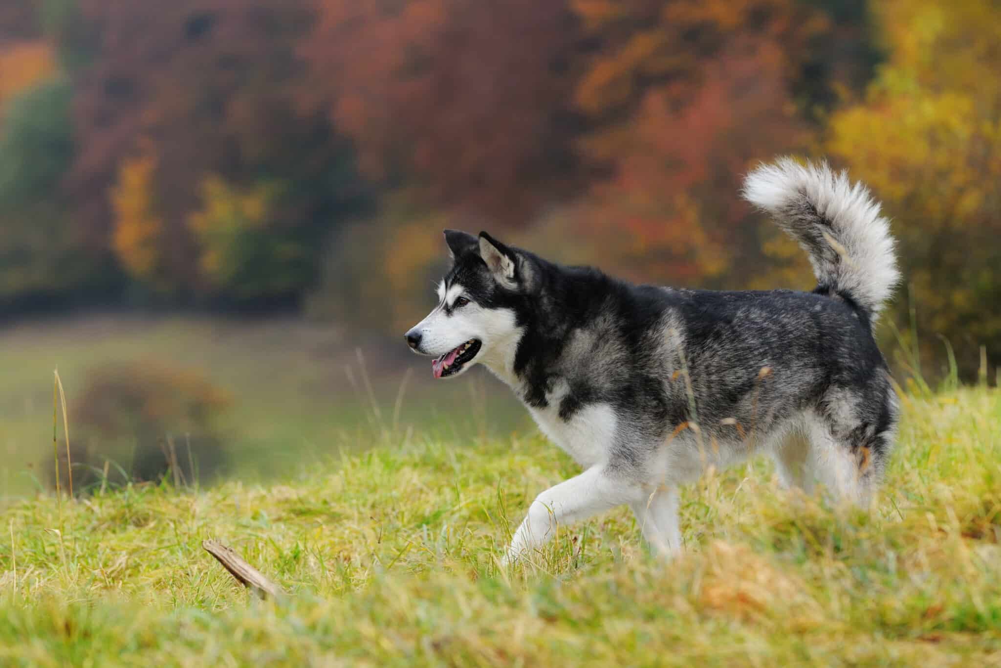 Alaskan Malamute4 scaled 1