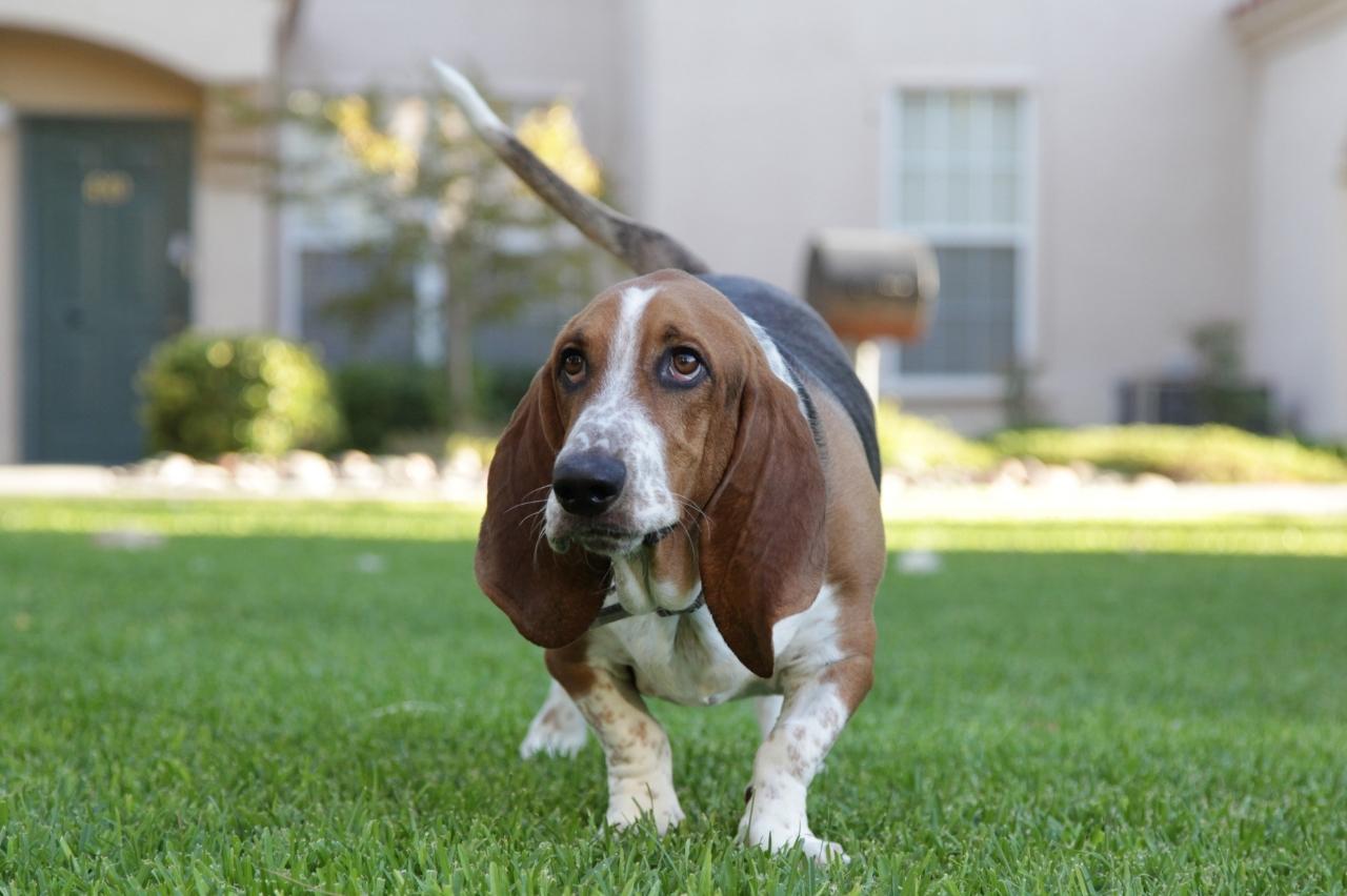 Basset Hound 9