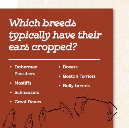 Breeds ears cropped 1