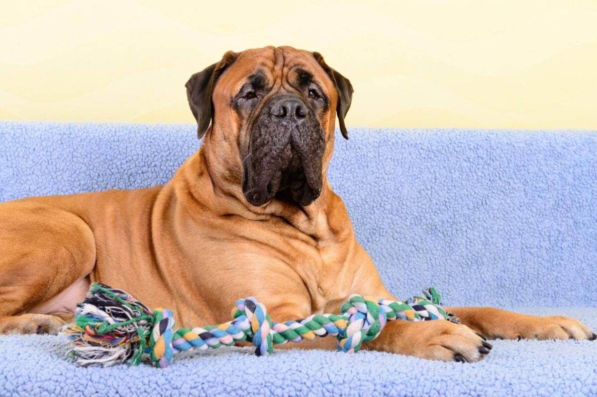 Bullmastiff 15 e1726752554960