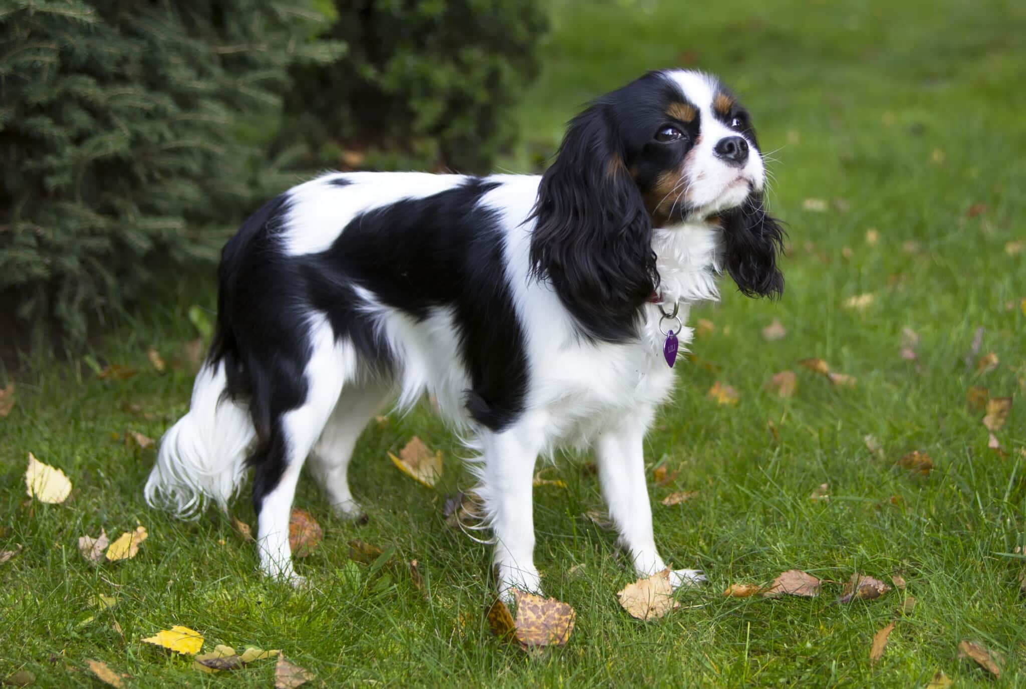 Cavalier King Charles Spaniel2 scaled 1