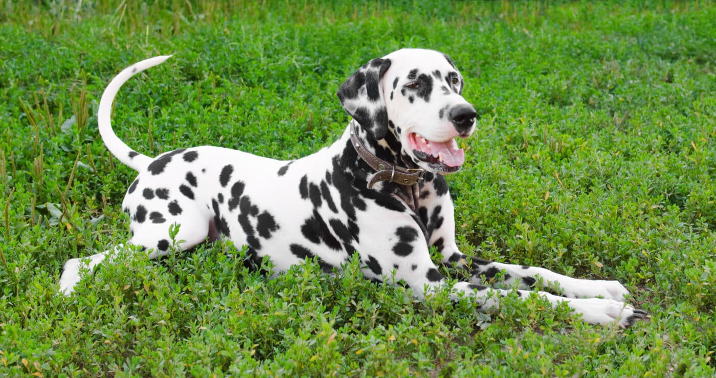 Dalmatian grass 1400x739 1