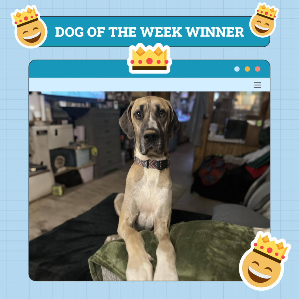 Dog Week Winner 1