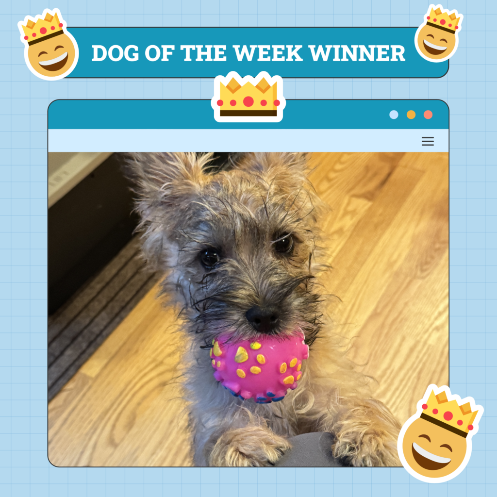 Dog Week Winners