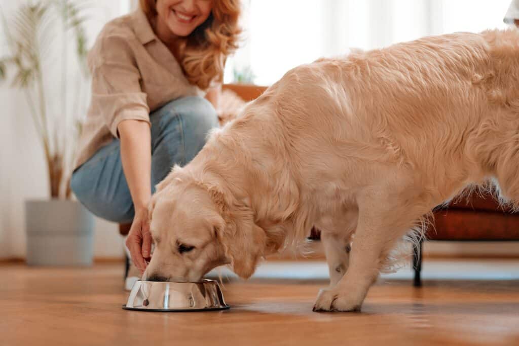 Dog eating dry food from a bowl in the living room at home as part of its dog routine