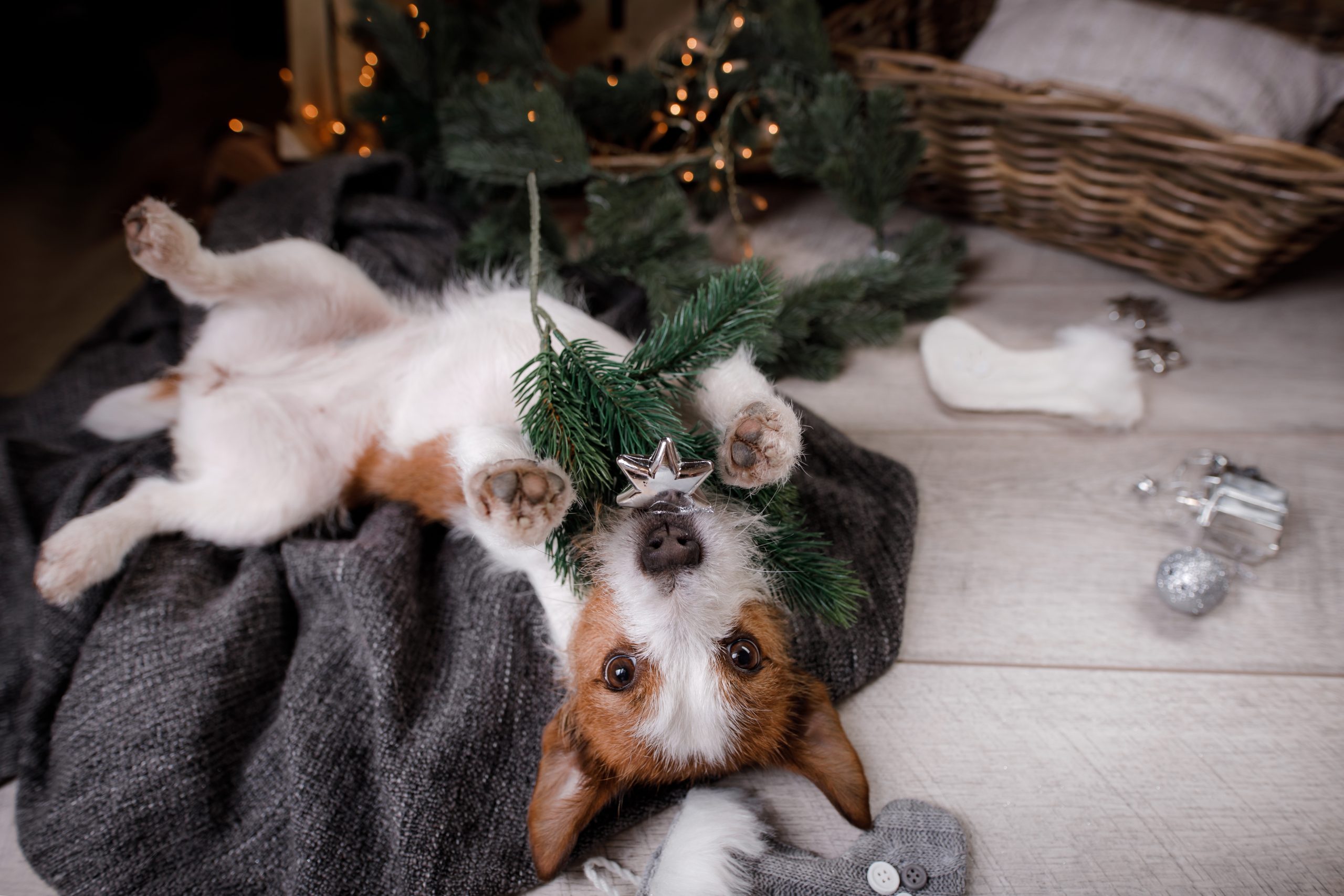 Dog messing up Christmas tree scaled 1