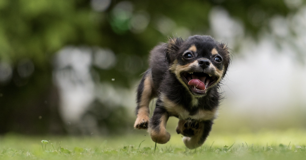 Dog zoomies featured 1024x538 1