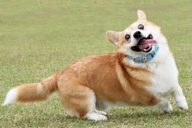 Gen Corgi excited e1613588869636 edited