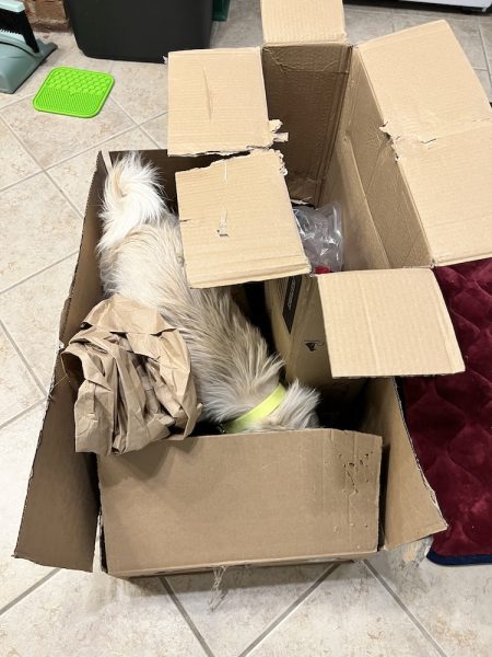 Gizmo hunting for kibble among the boxes