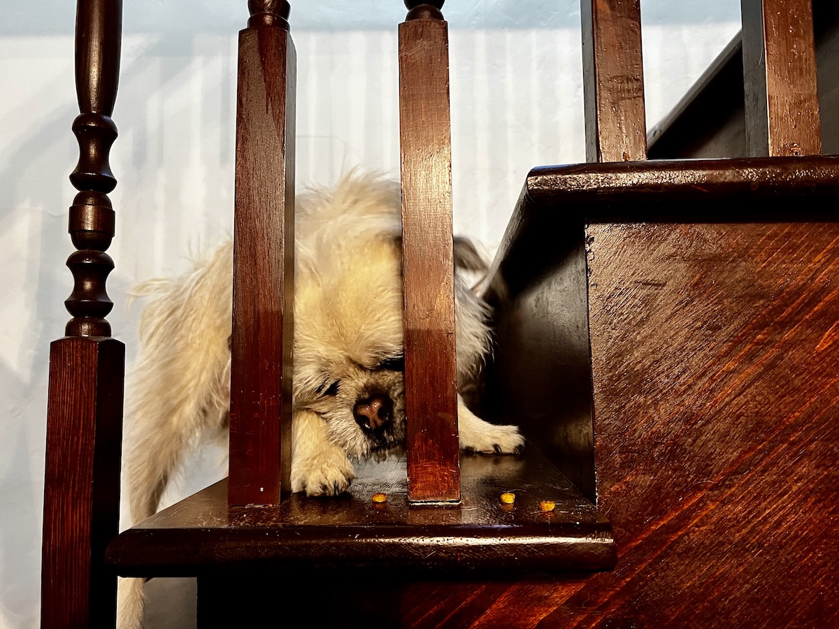 Gizmo on a kibble scavenger hunt on the stairs