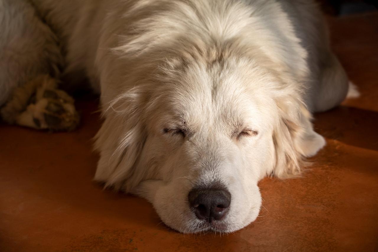 Great Pyrenees 1