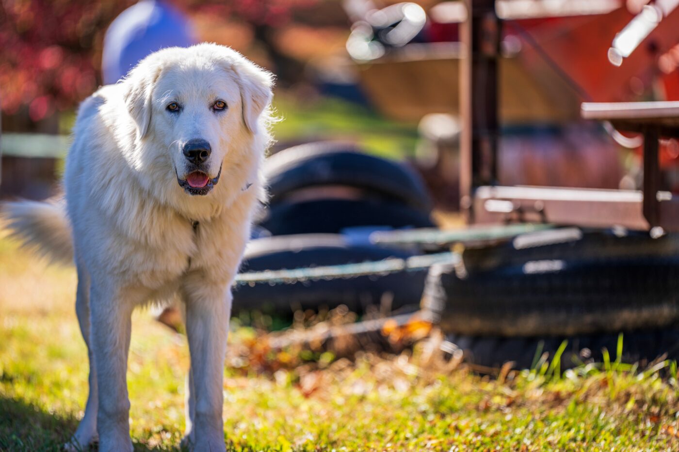 Great Pyrenees 1400x933 1