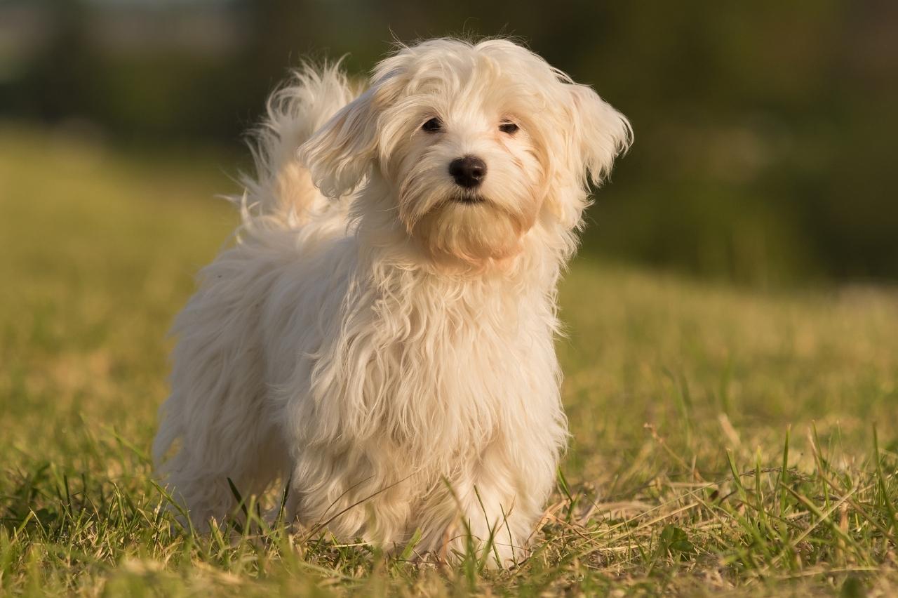 Havanese 3