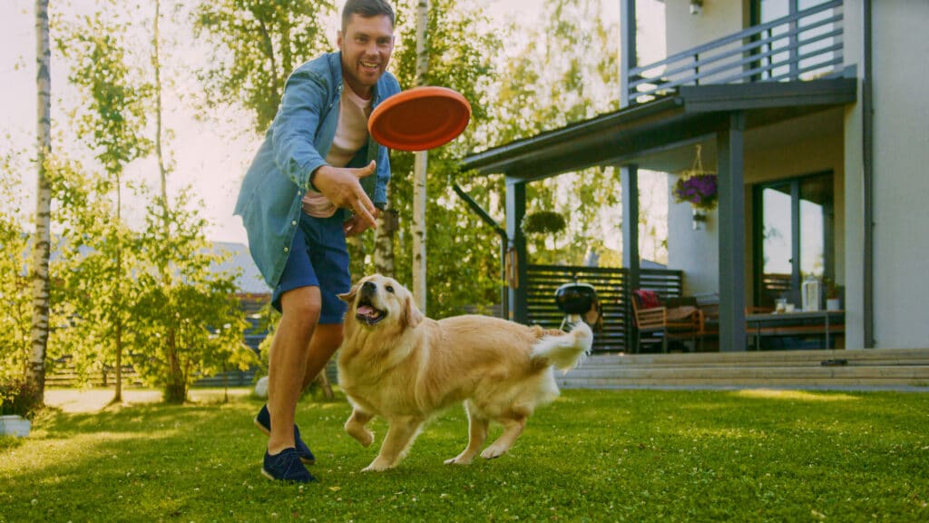 Man Plays Catch flying disc with Happy Golden Retriever Dog on the Backyard Lawn