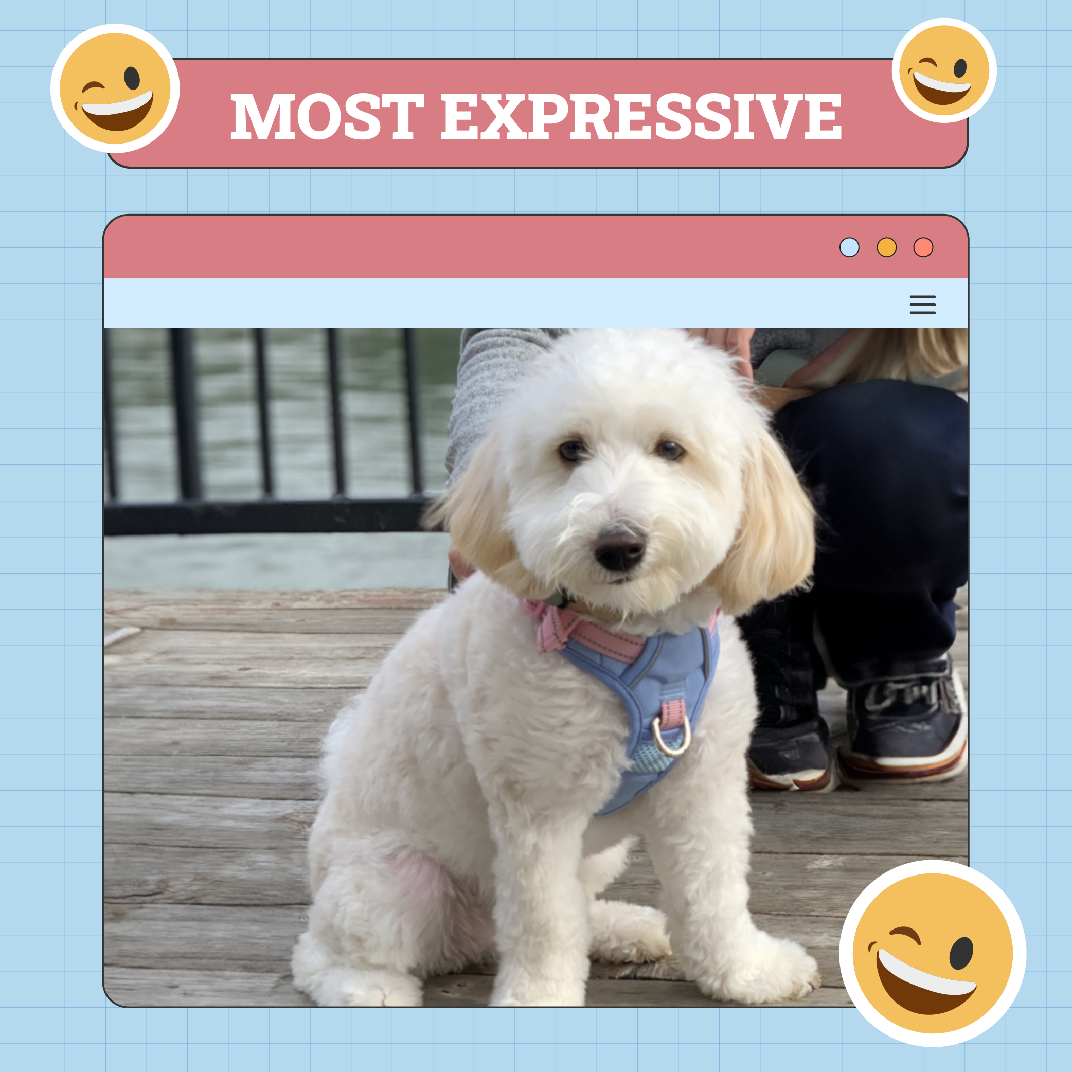 Most Expressive Dog of week