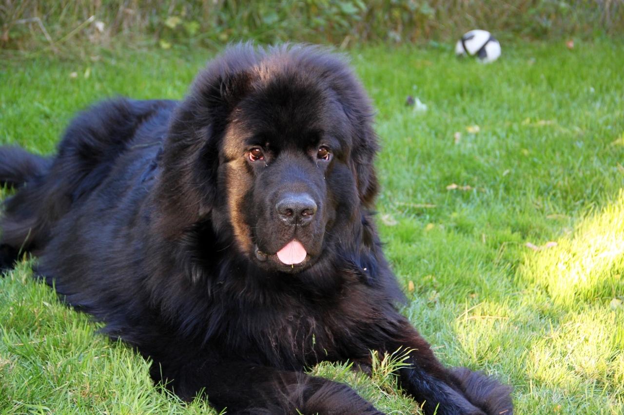 Newfoundland 1