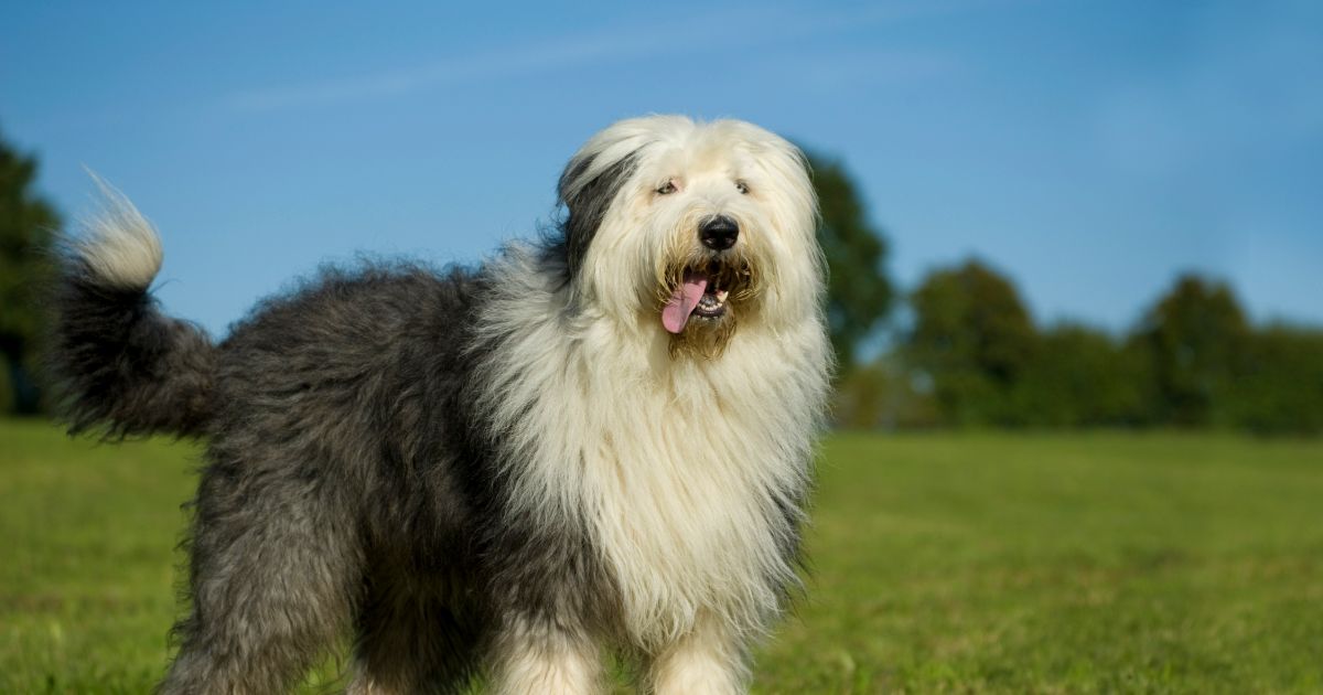 Old English Sheepdog Featured9