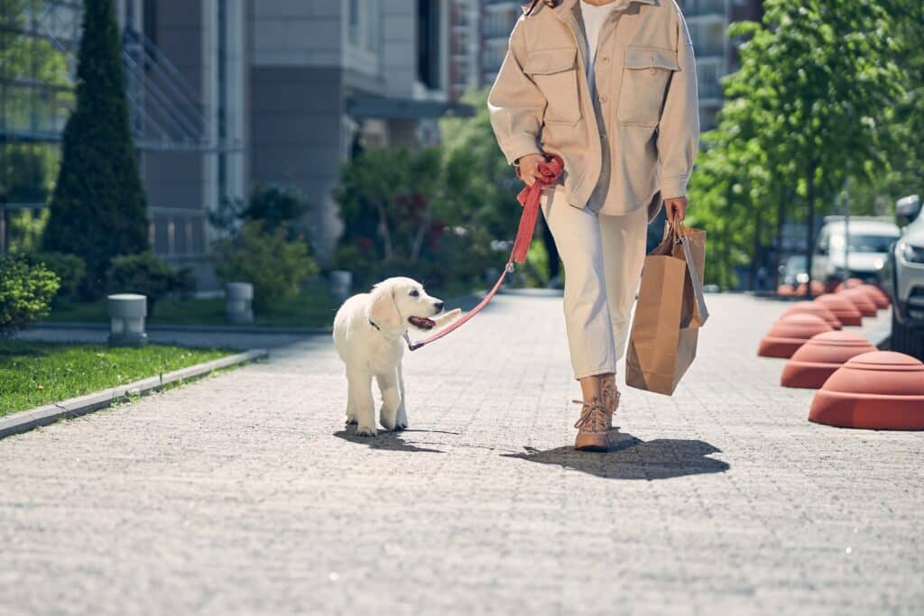 Owner walking with her dog while doing errands