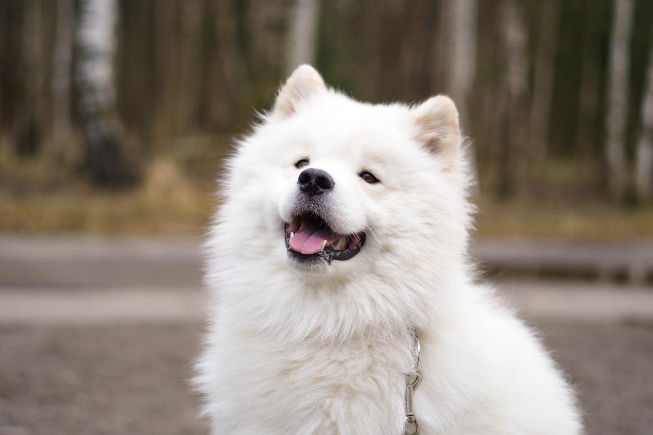 Samoyed 01 1