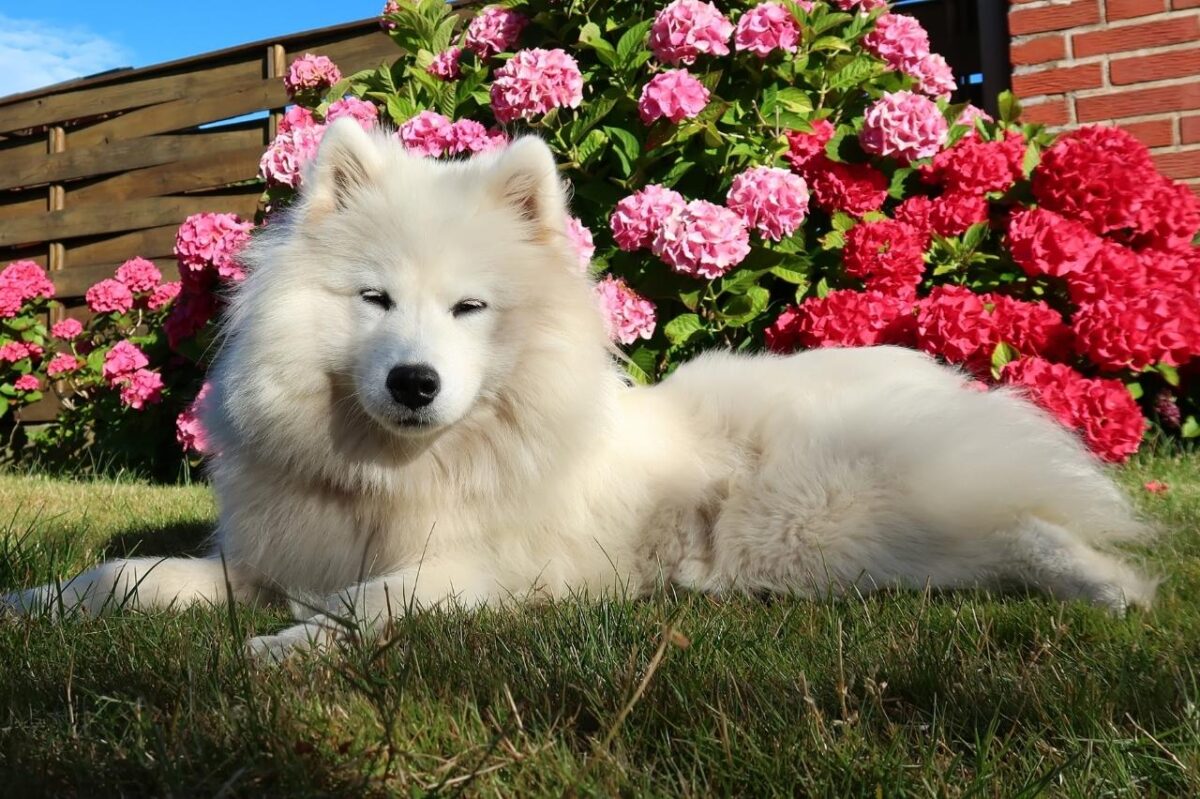 Samoyed 1 1 e1730891209627