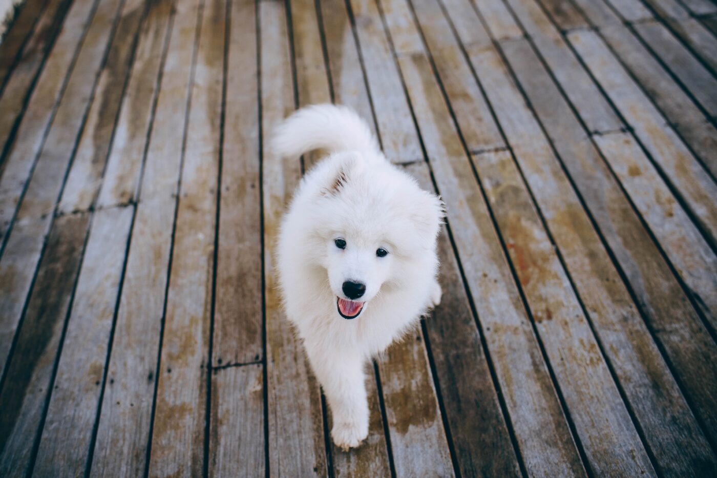 Samoyed 11 1400x933 1