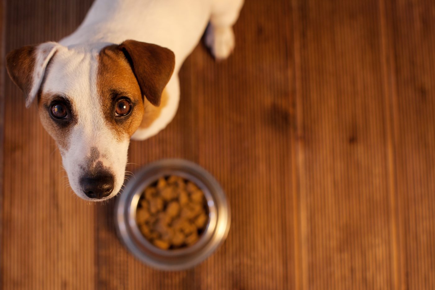 Sensitive dog with food bowl 1400x933 1