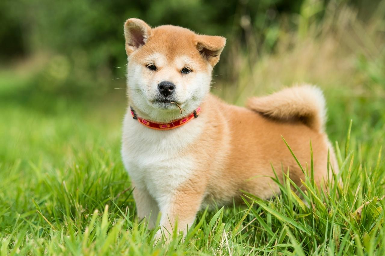 Best online dog training classes for Shiba Inus