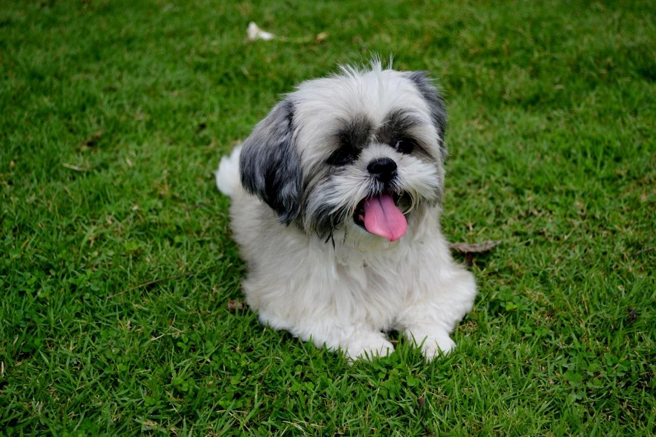 best pill pocket for shih tzus