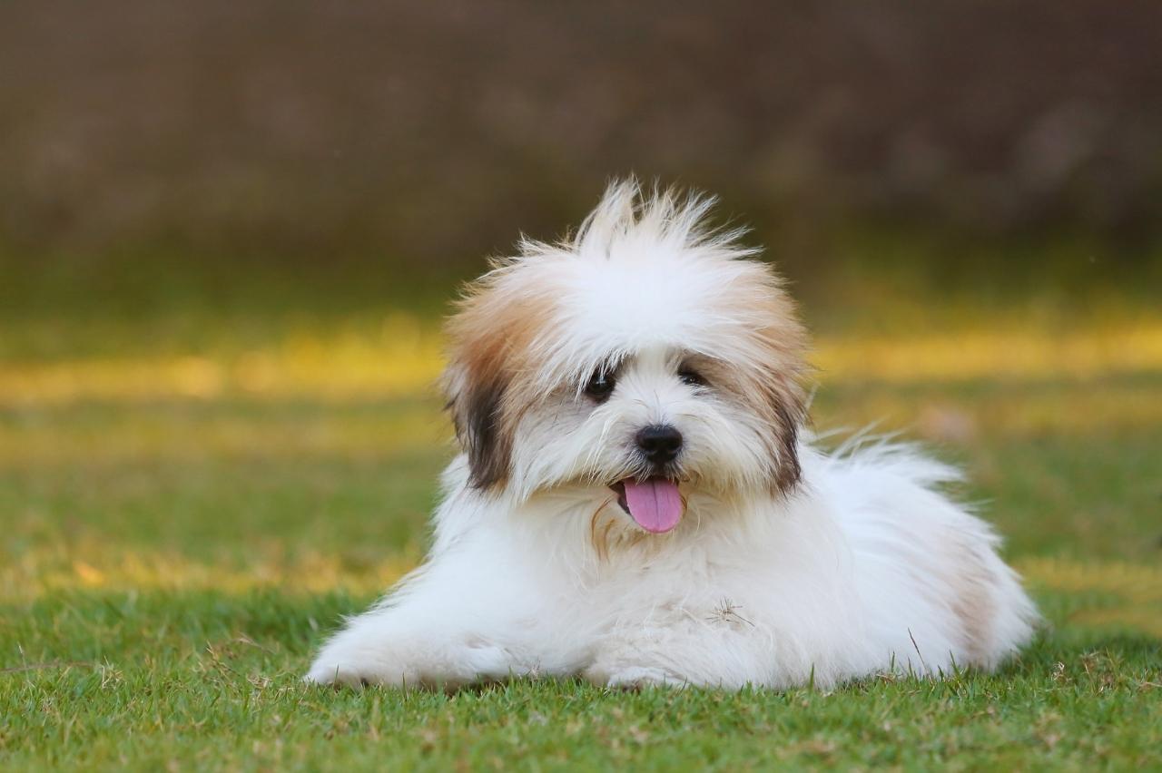 Shih Tzu 1