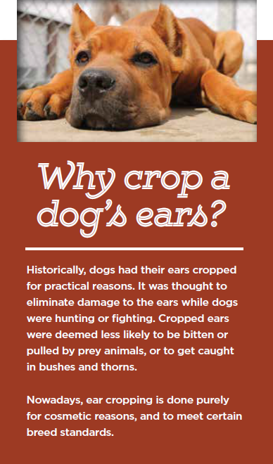 Side bar for Ear Cropping