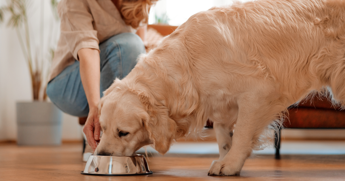 Signs Feeding Dog Wrong Food Featured