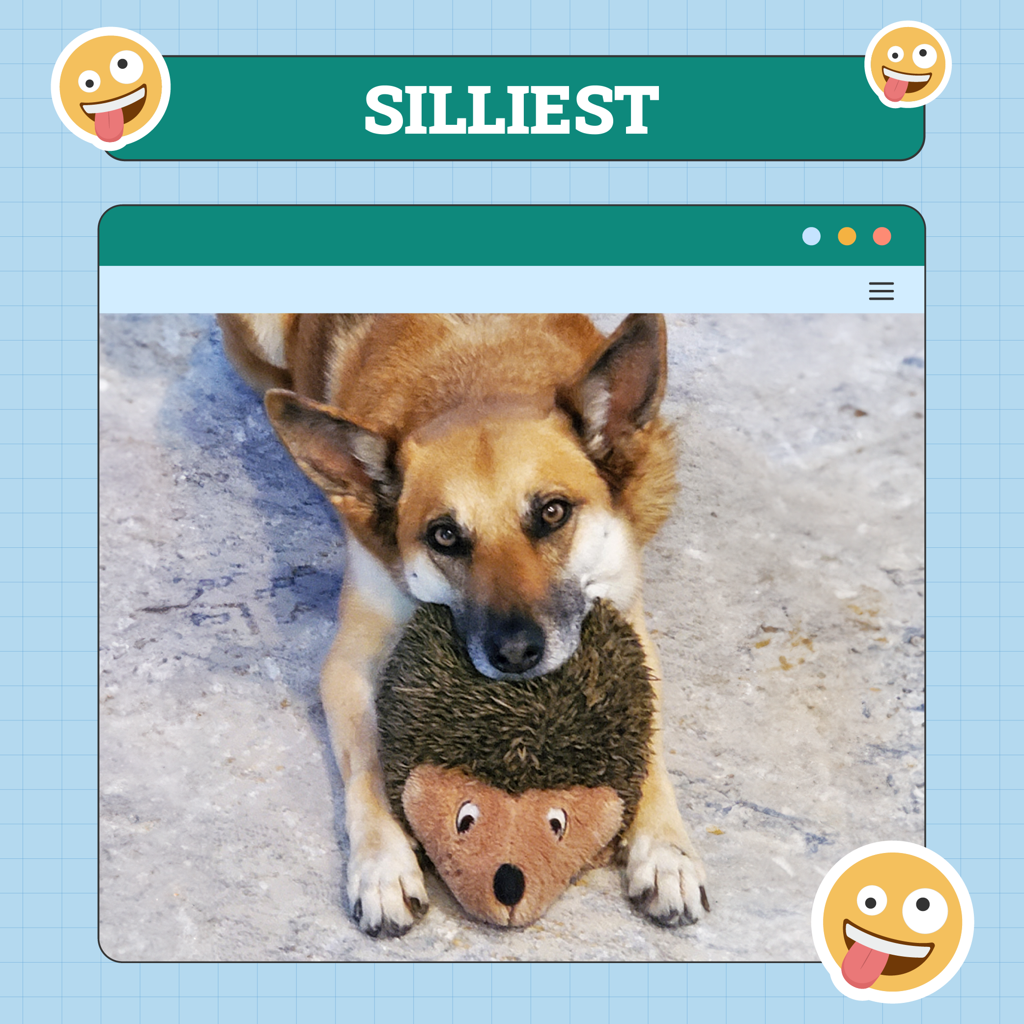 Silliest Dog of Week