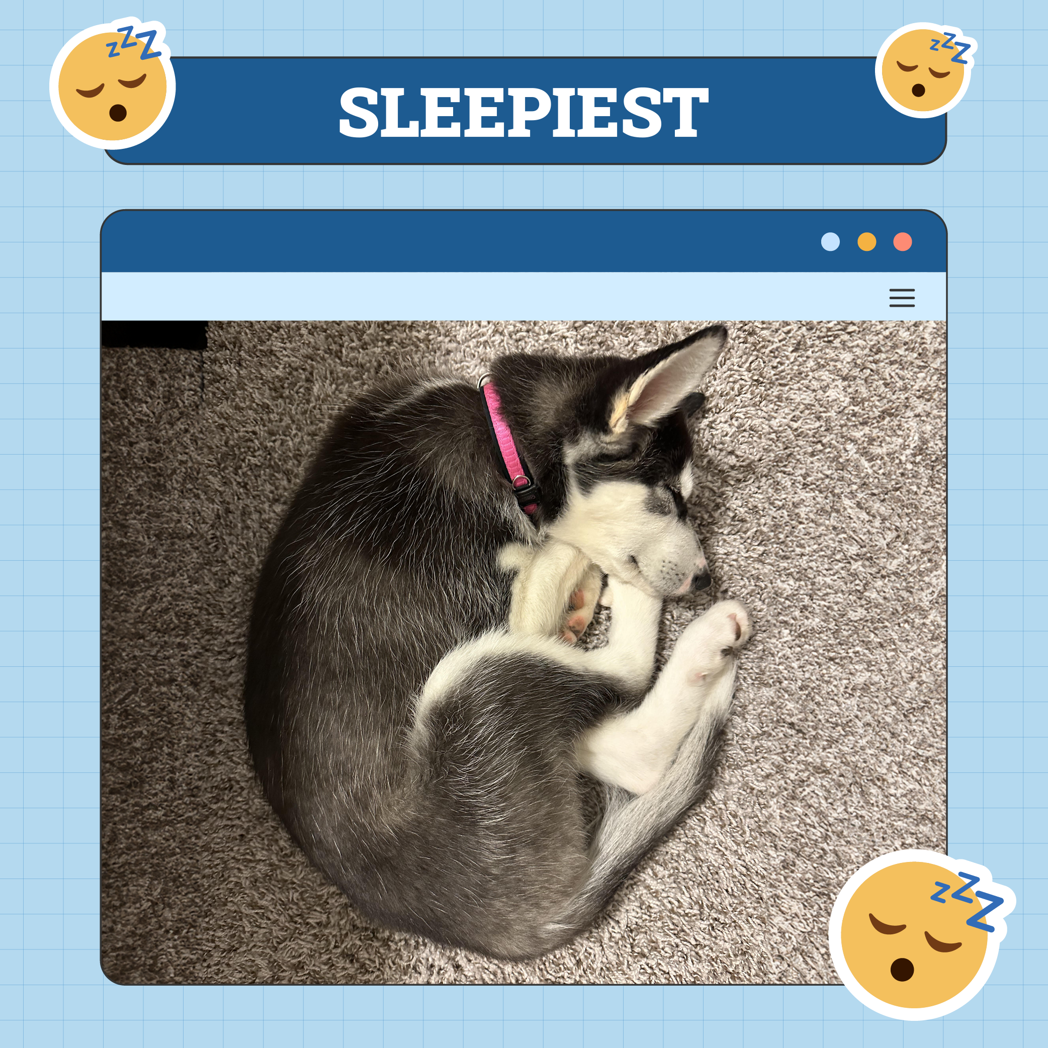 Sleepiest Dog