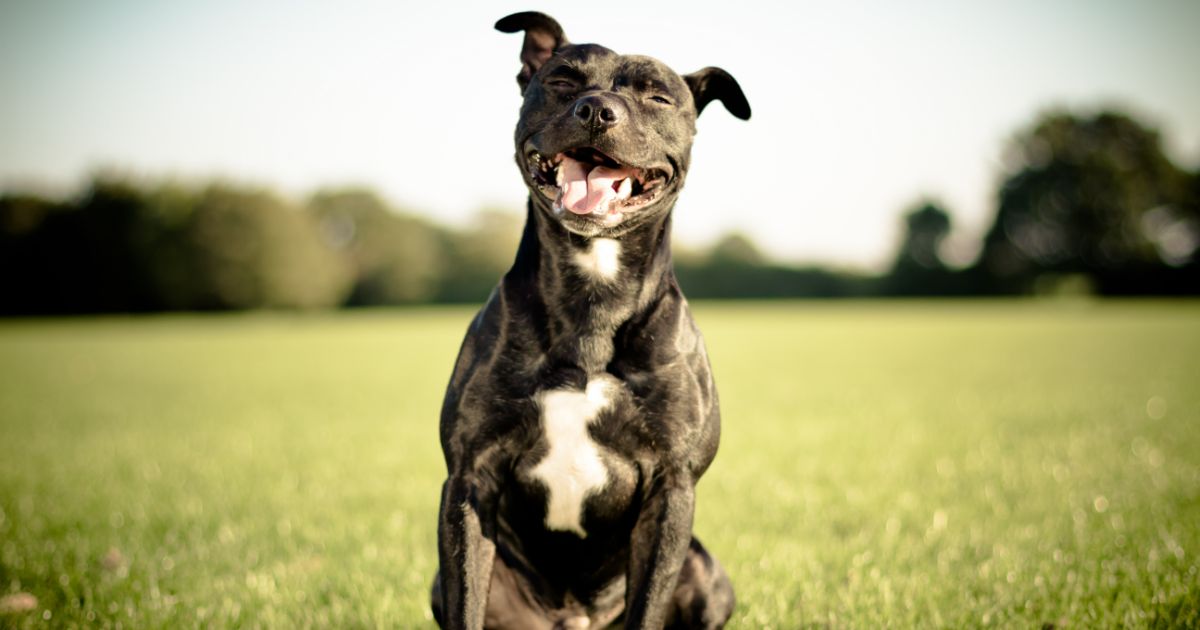 Staffordshire Bull Terrier Featured1